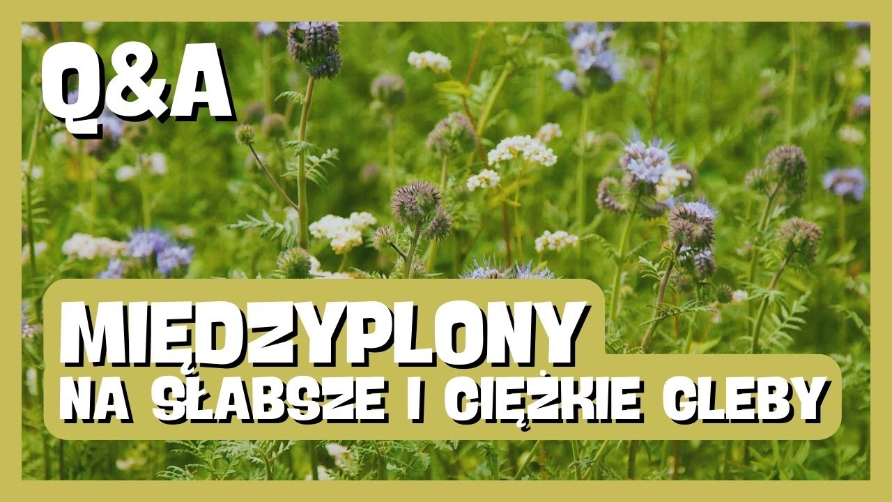 Wszystko o MIĘDZYPLONACH! Jakie rośliny wysiewać na słabszych i cięższych glebach? e-pole