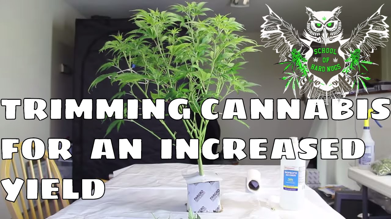 Trimming Cannabis Plant For an Increased Yield | Learn how to grow Marijuana | No more Larf Buds