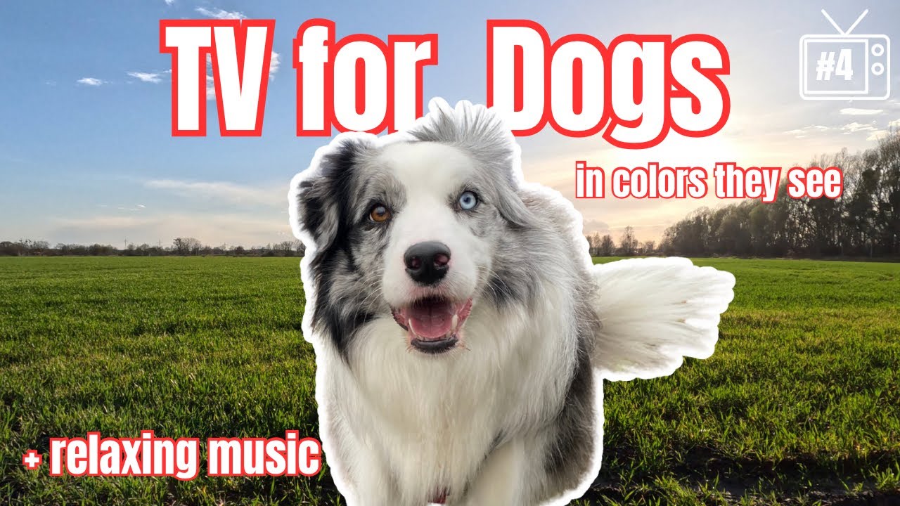 4K Dog TV: COLOR SCALED for Dog’s Vision, Virtual EARLY SPRING Nature Walk, RELAXING Sounds (GoPro)
