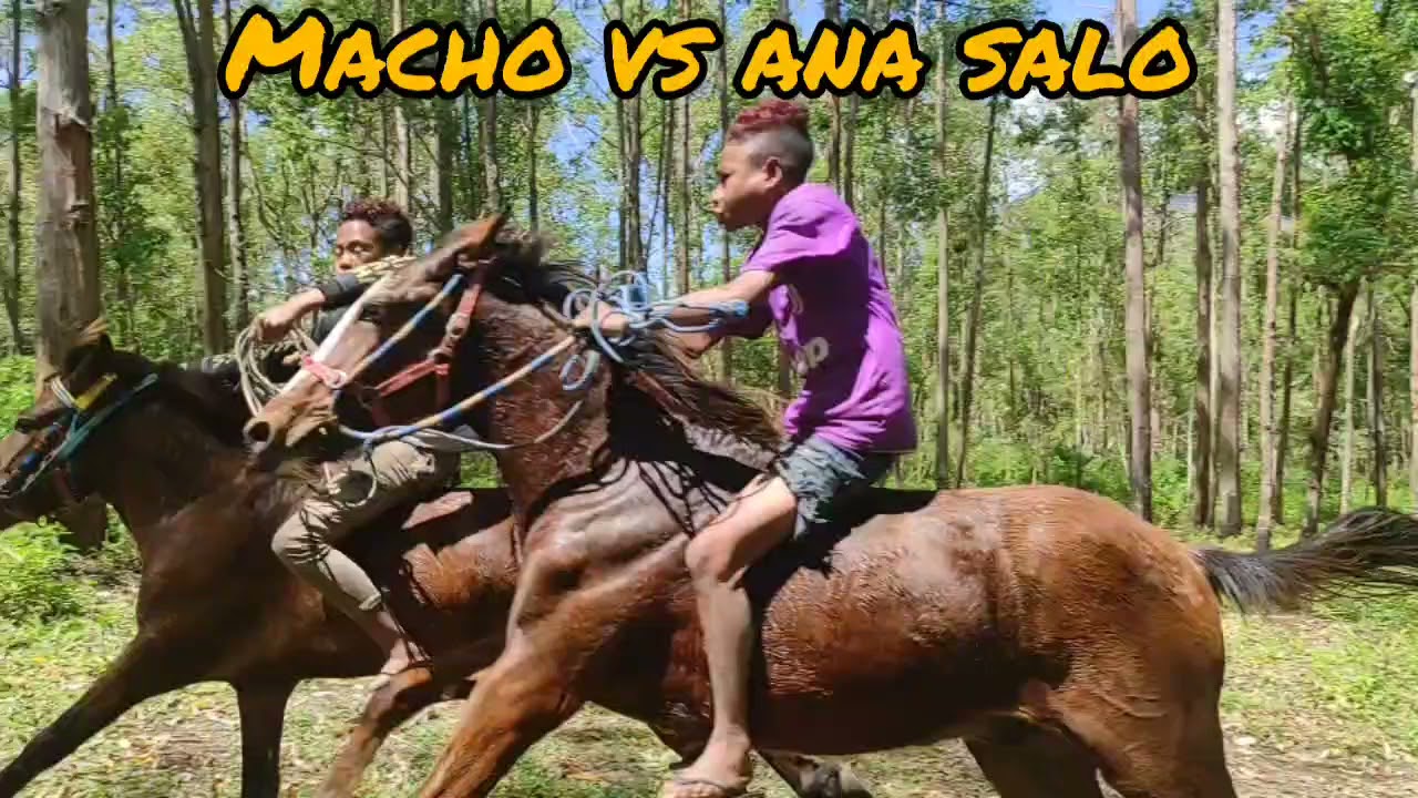 Latihan kuda anak Flores Bajawa