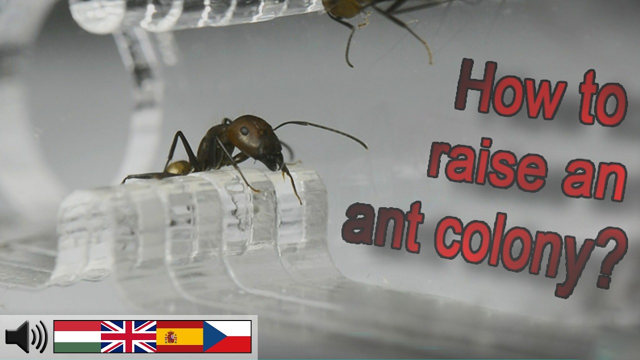 Hogyan nevelj hangyakolóniát? - 3-6/B. rész