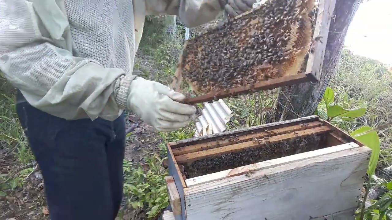 Método Palmer e Demarré adaptado 🐝🐝🐝🐝🐝🐝🐝