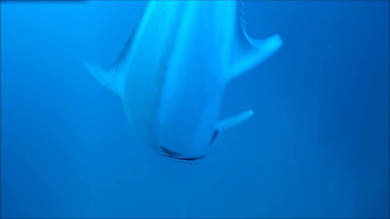 Spydro Amberjack School Cecks Out Spydro Camera