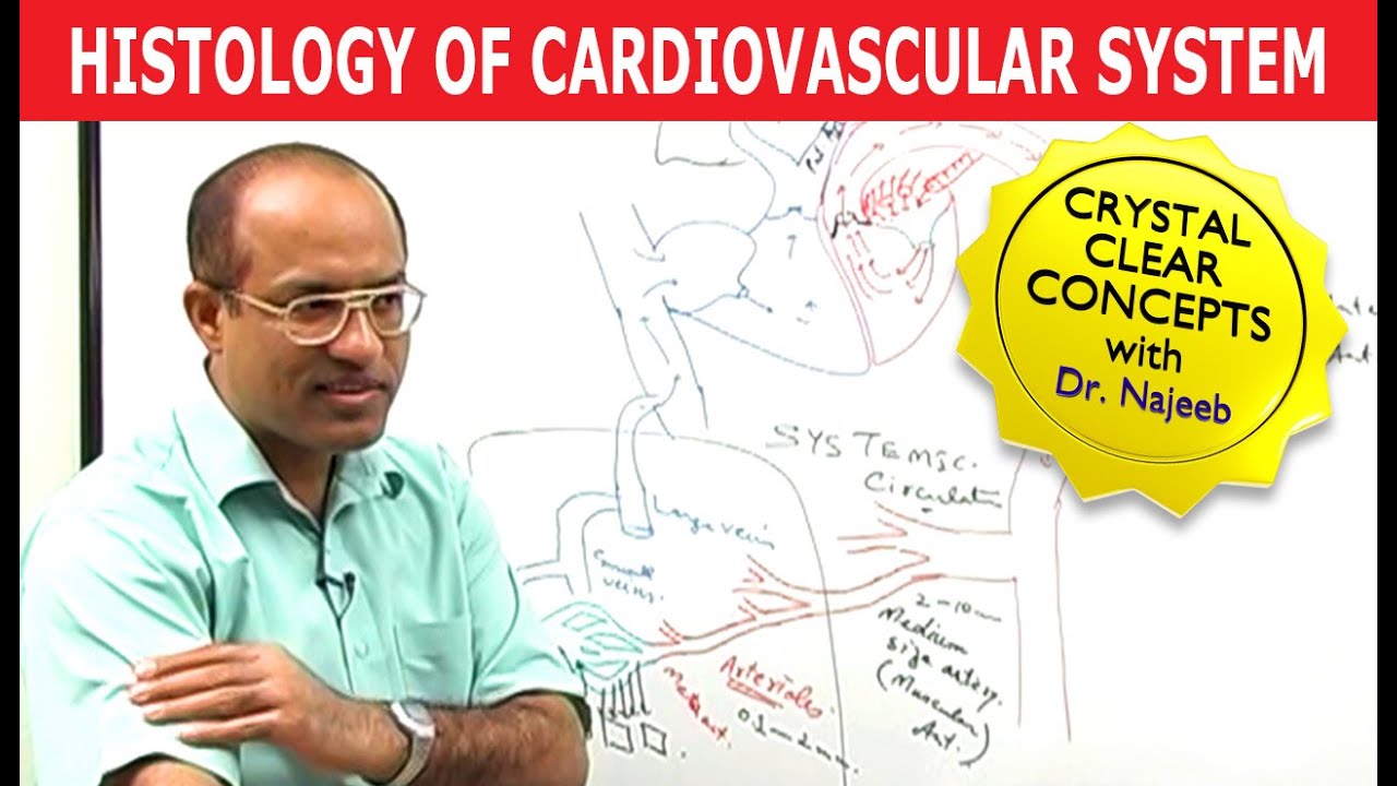 Histology of Cardiovascular System 🧑🏻‍⚕️