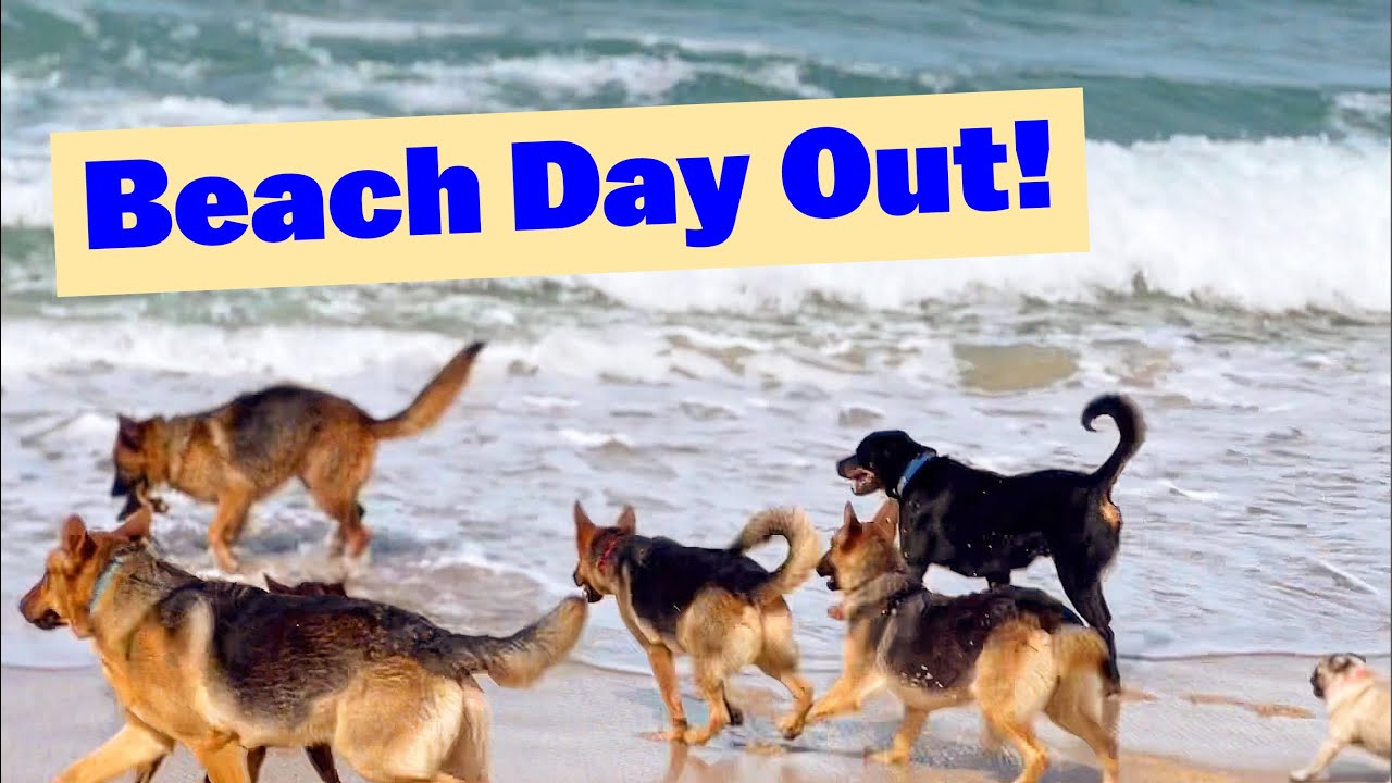 Beach Day Out | Shelter Dogs | German Shepherds Rottweiler American Staffy