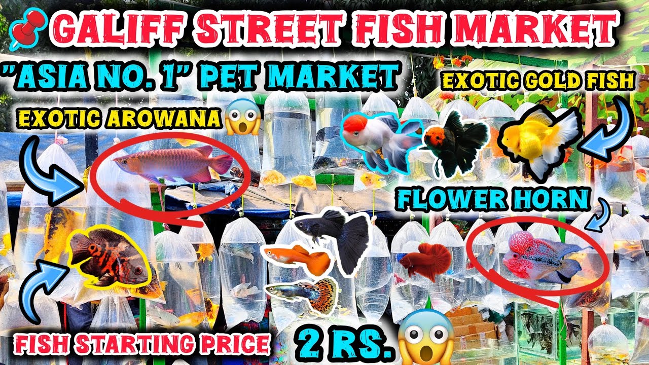 Galiff Street Pet Market ।‌📌All Fish Price Update Recent Video 📸। Exotic Gold Fish, Guppy Fish🐠।