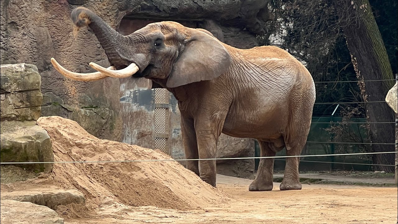 Besuch im Zoo Dresden - Review und Trip to Dresden Zoo #sachsen