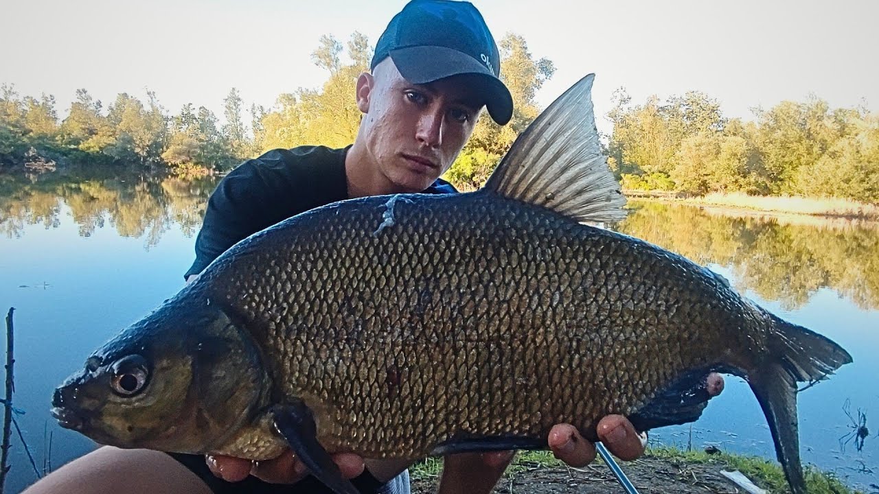 Pecanje Deverike na kedera. Ulovi koji su nevjerovatni !!!
