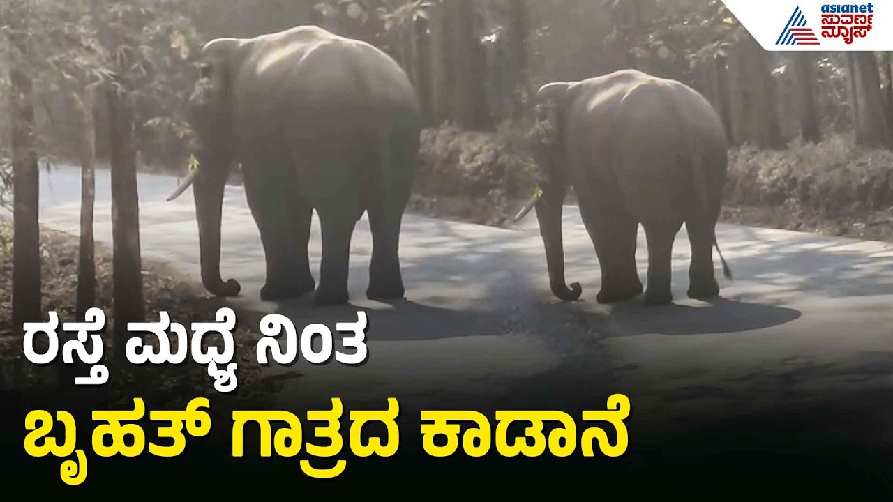ರಸ್ತೆಯಲ್ಲಿ ಬೃಹತ್ ಗಾತ್ರದ ಆನೆ ಪ್ರತ್ಯಕ್ಷ; ವಾಹನ ಸವಾರರು ಕಂಗಾಲು | Wild Elephant | Dandeli | Uttara Kannada