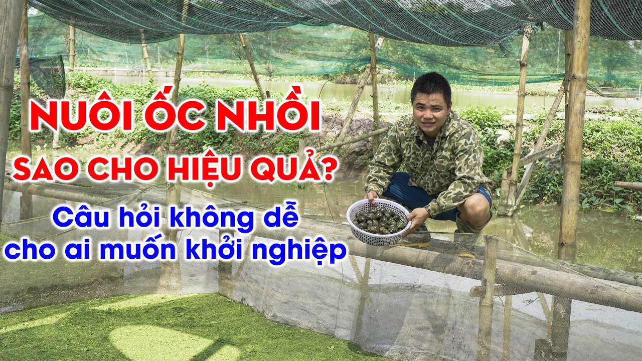 Nuôi ốc nhồi có khó không?  Chia sẻ chi tiết kỹ thuật nuôi ốc nhồi đạt năng suất cao