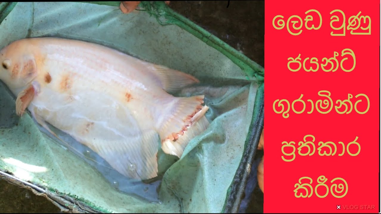 වරල් ලෙඩ වුණු ජයන්ට් ගුරාමින්ට කරන ප්‍රතිකාර / sick gaint gourami/ Diseases/ Treatment