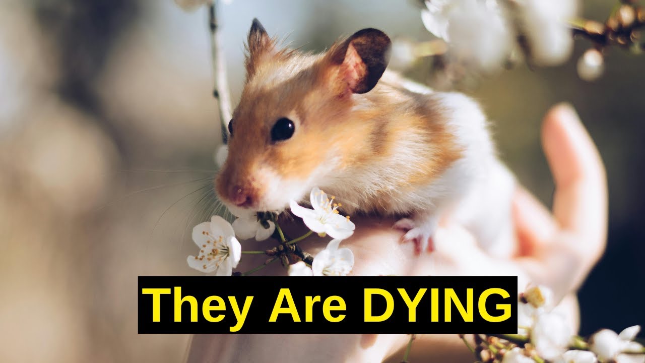 Silent Signs Your Hamster Is Dying (Hamster Care Tips)