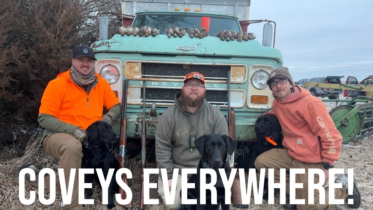 BOUNCING FROM COVEY TO COVEY SCRATCHING AWAY AT OUR LIMIT! 3 MAN LIMIT OF BOBWHITES!