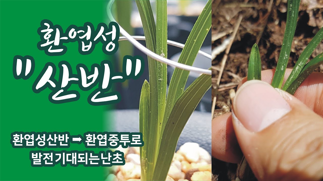 환엽성 산반에서 발전을 하면 환엽중투로 발전이 될까요? korea orchid