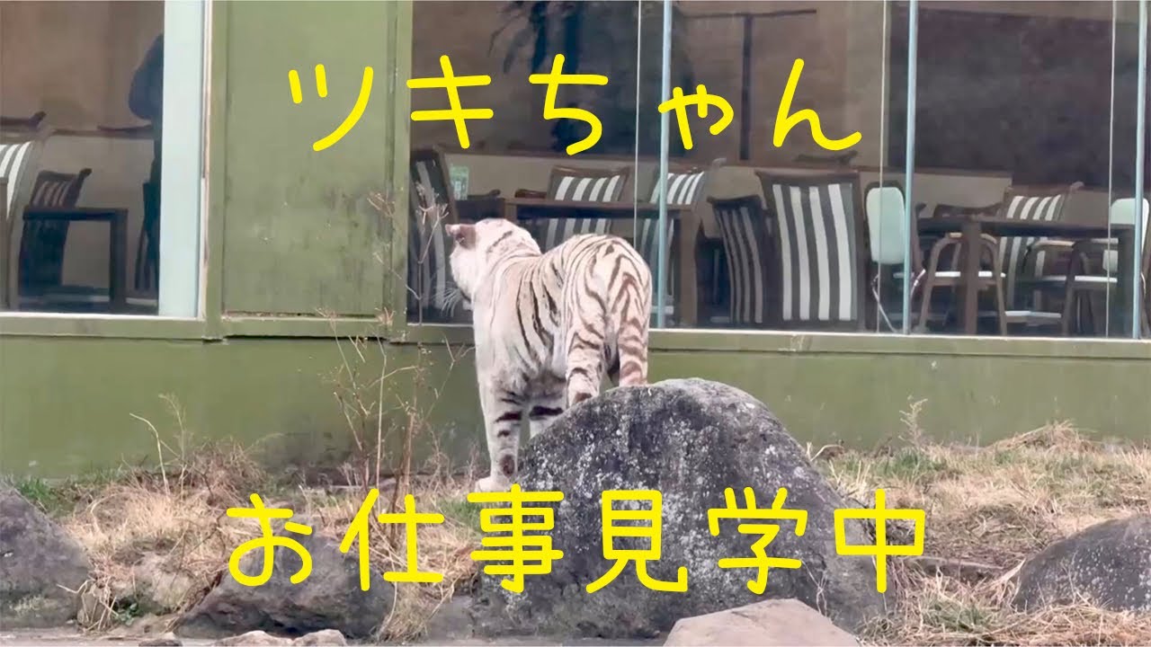 ツキちゃんのお仕事見学【伊豆アニマルキングダム】