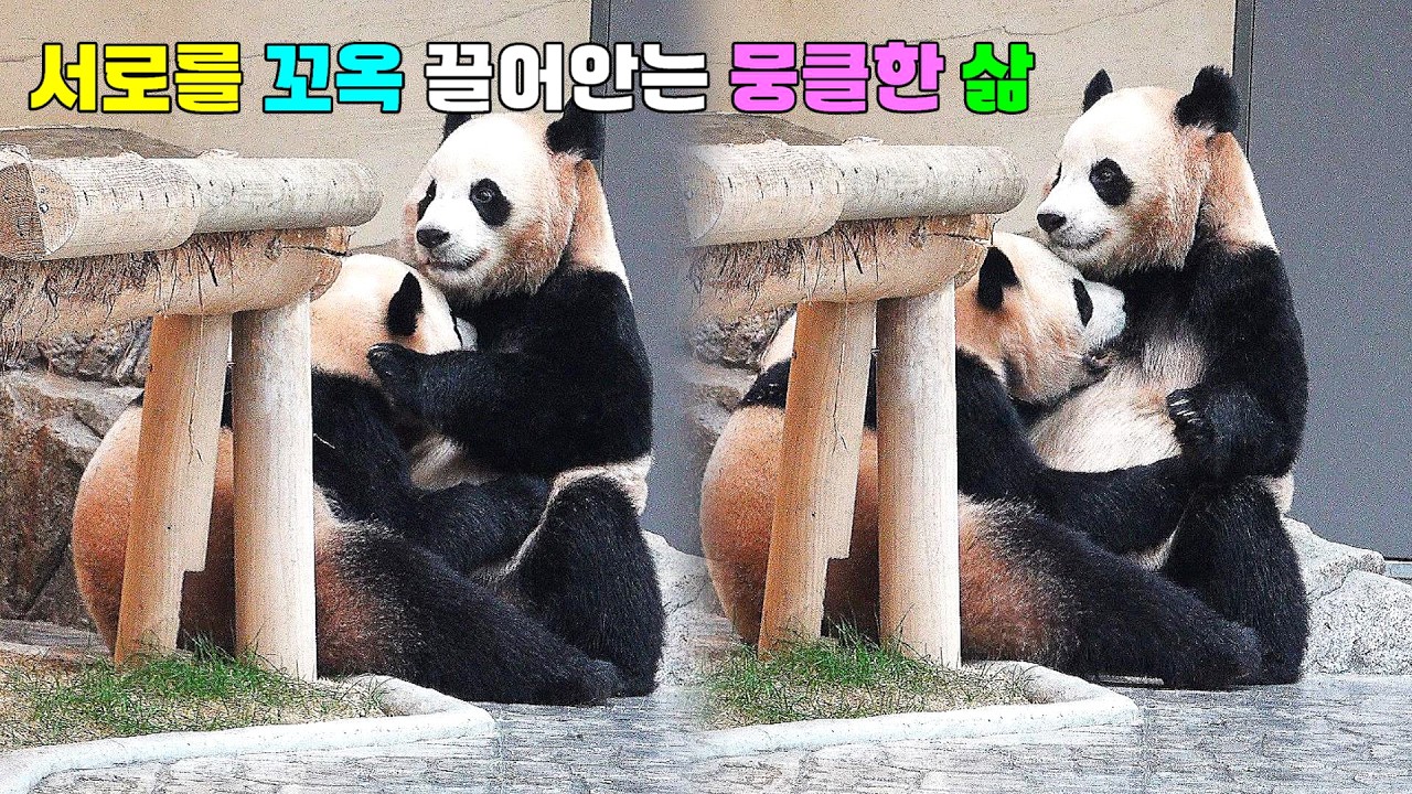 서로를 꼬옥 끌어안는 자매 루이바오 후이바오 가슴 뭉클한 가족애 엄마 같은 언니