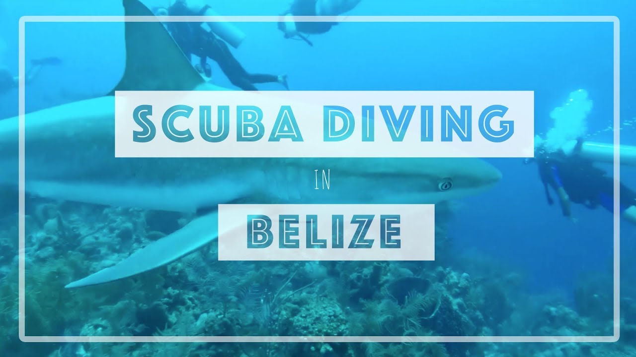 Scuba diving in Belize at Shark Ray Alley