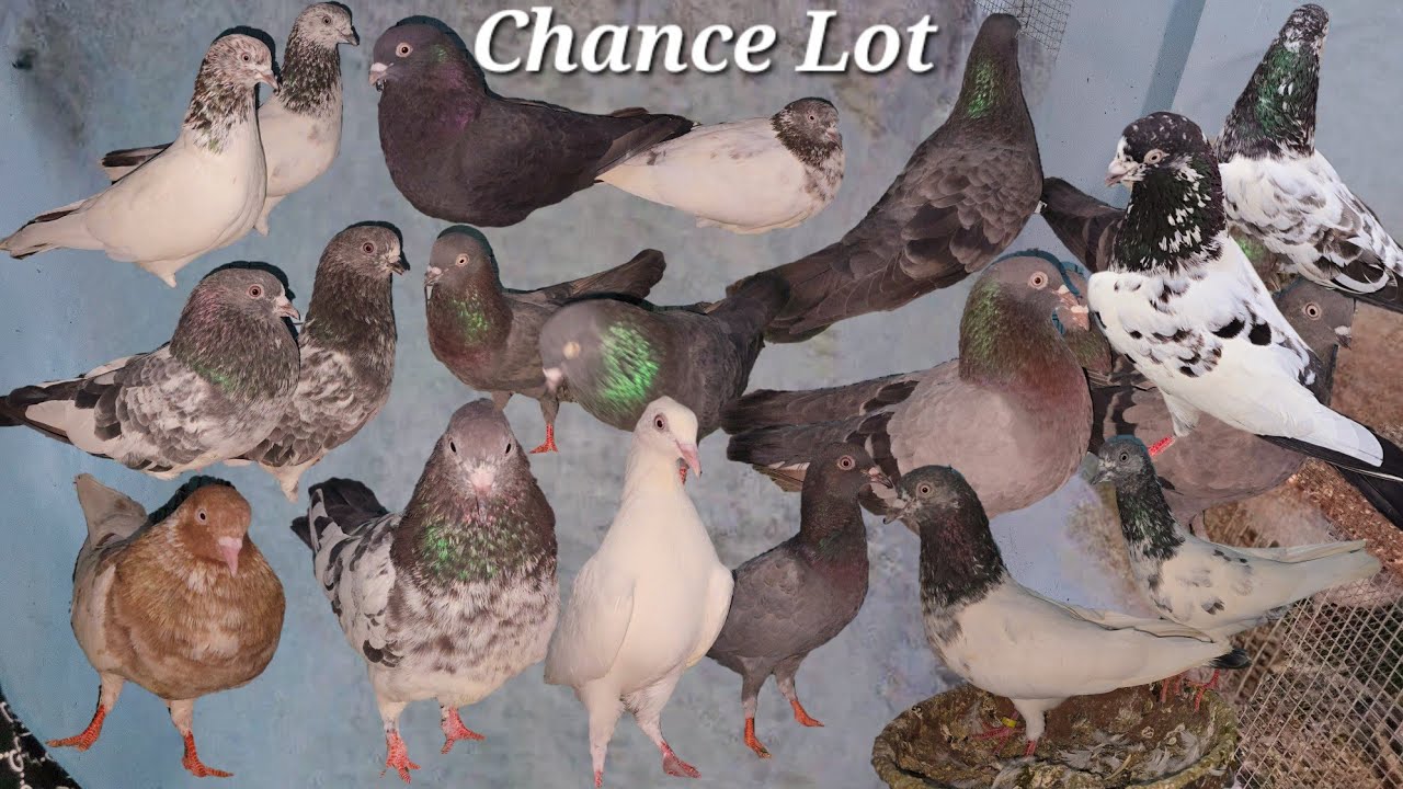 35 wale kabutar Trumper pigeons | girebaz high flyer pigeons lot available in Hyderabad bandlaguda