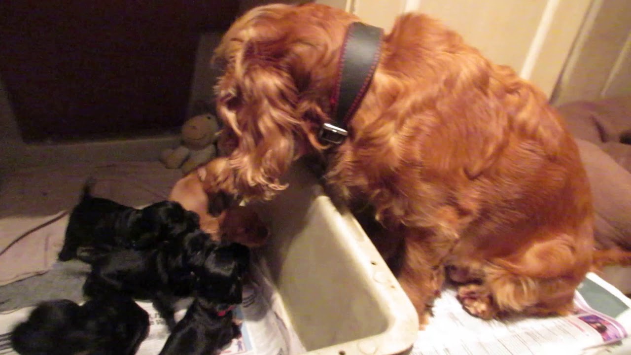 Lively Noisy Cocker Puppies Nearly 4 weeks old