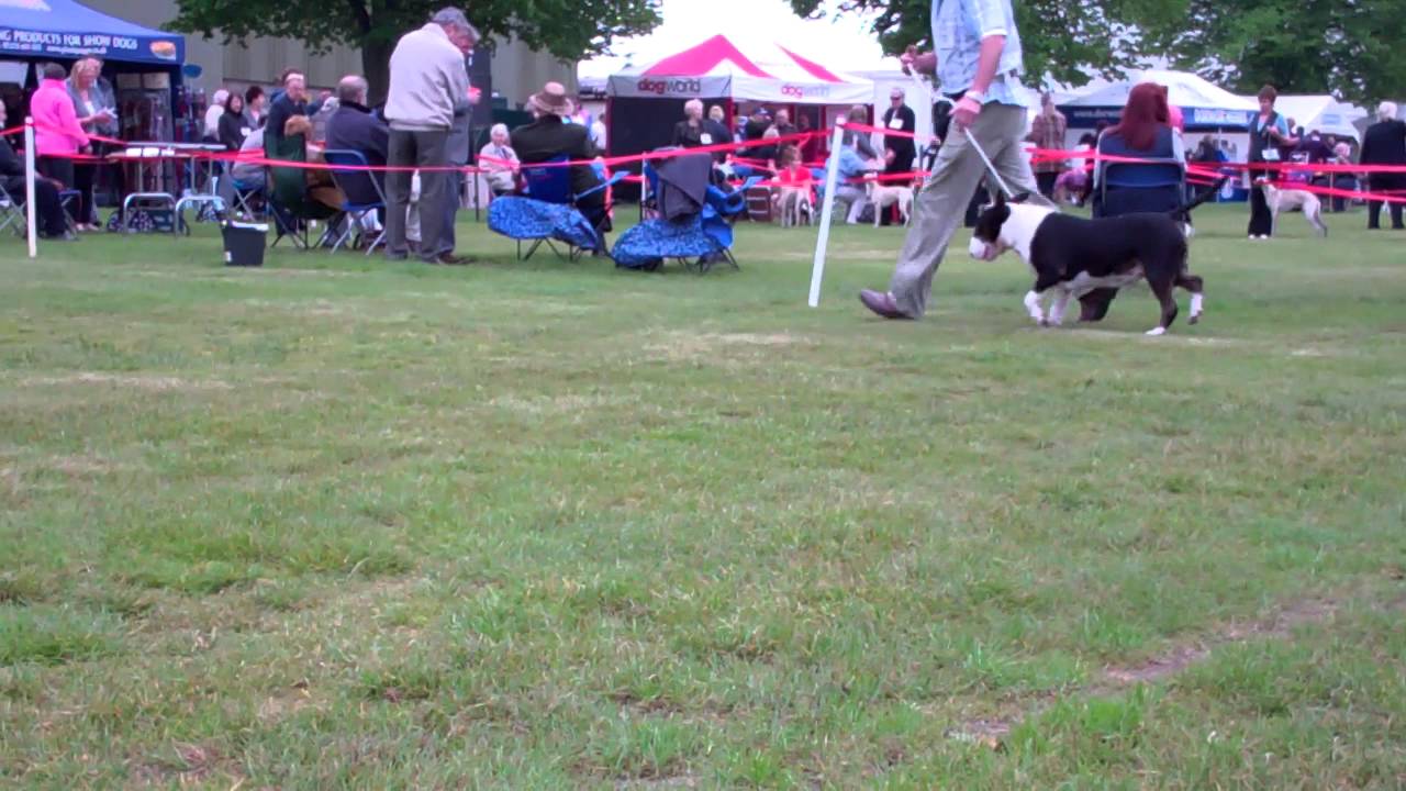 Three Counties 2013 Judge Mr J Henderson Brobar Open Bull Terrier Padhen Hitman
