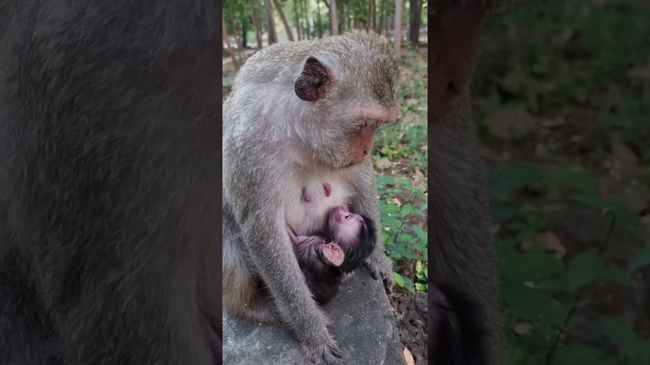 Lovely baby monkey & real mom to care #shorts