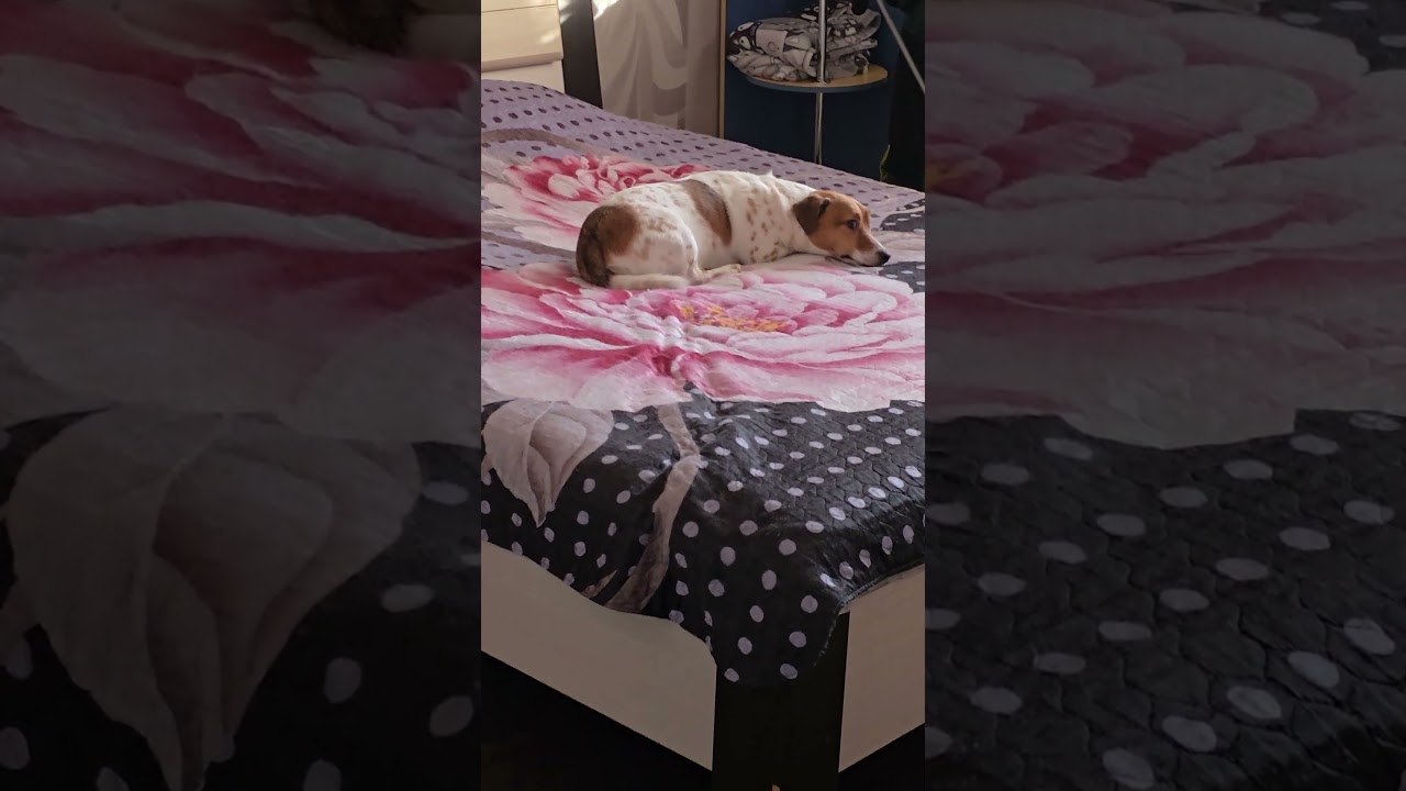 Where is my Jack Russell? 