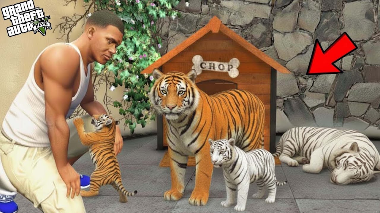 Franklin Found Bengal Tiger Babies Inside His House  | GTA 5