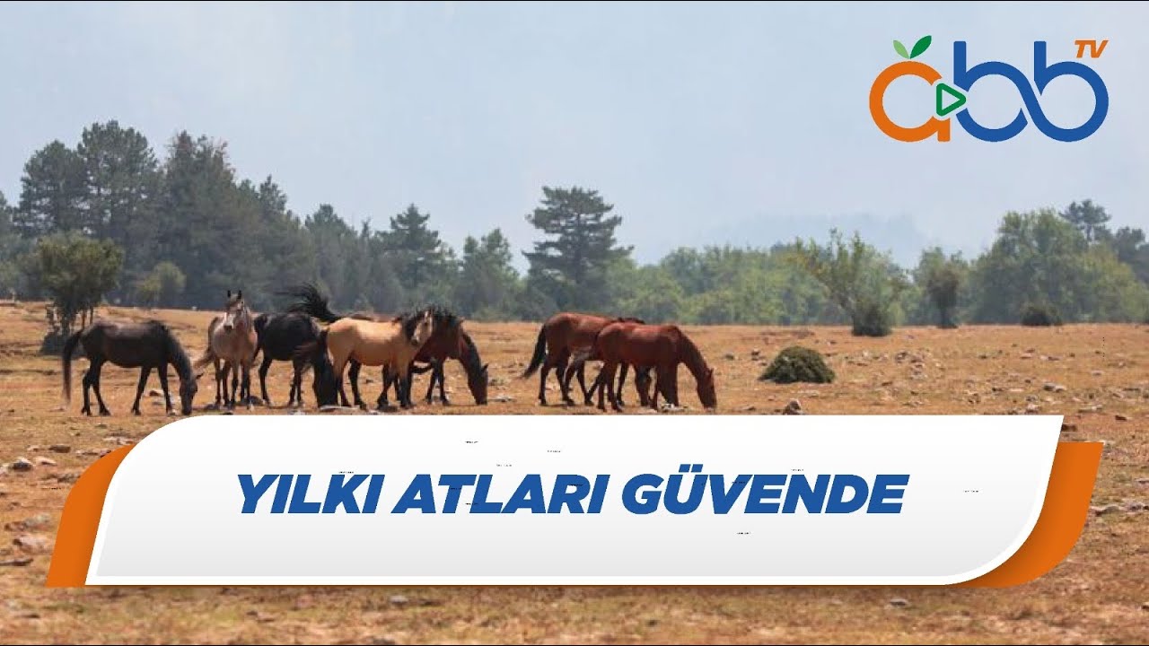 Yılkı Atları Güvende | İbradı