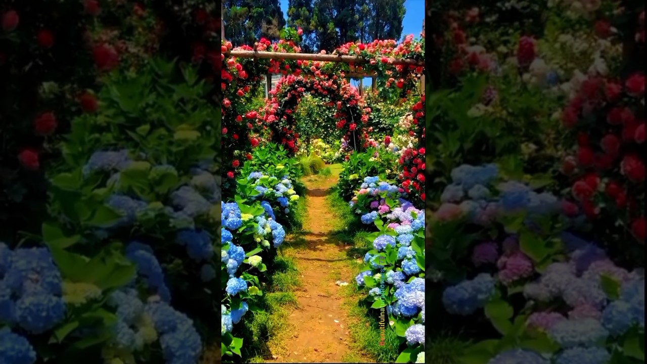 Exploring a Stunning Rose Garden 🌹 Nature&rsquo;s Most Beautiful Flowers