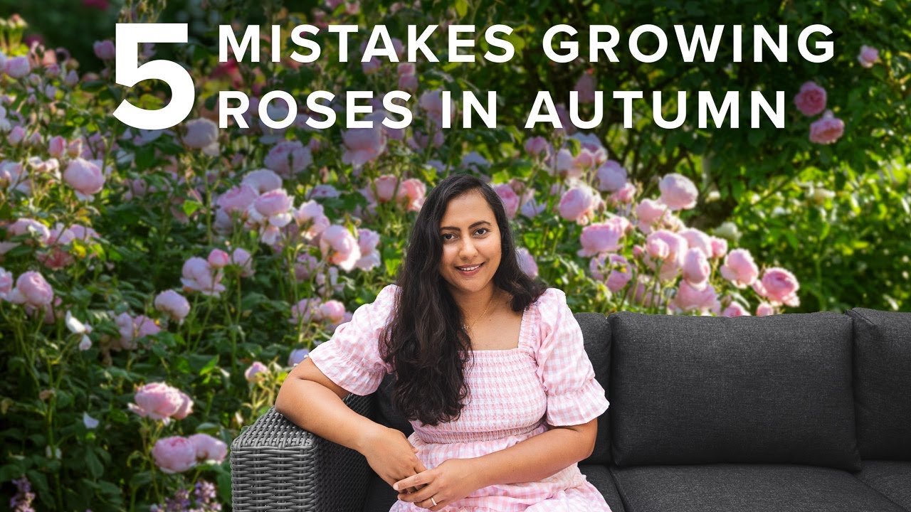 5 Mistakes To Avoid With Your Roses In Fall Season | Cottage Garden Roses 🌹🍂