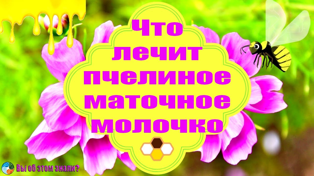 Что лечит пчелиное маточное молочко