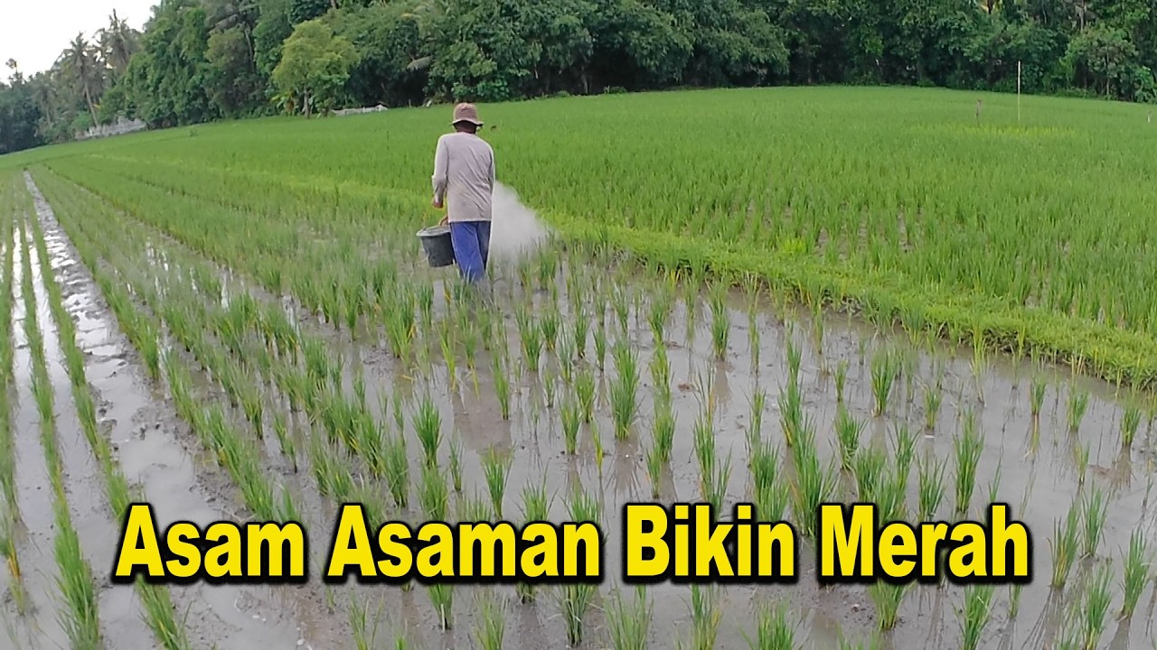 Sore yang Syahdu di Persawahan Kisah Petani dan Tanaman Padi