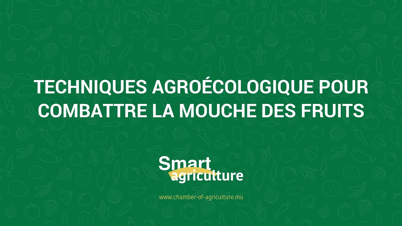 Techniques agroécologique pour combattre la mouche des fruits - Smart Agriculture