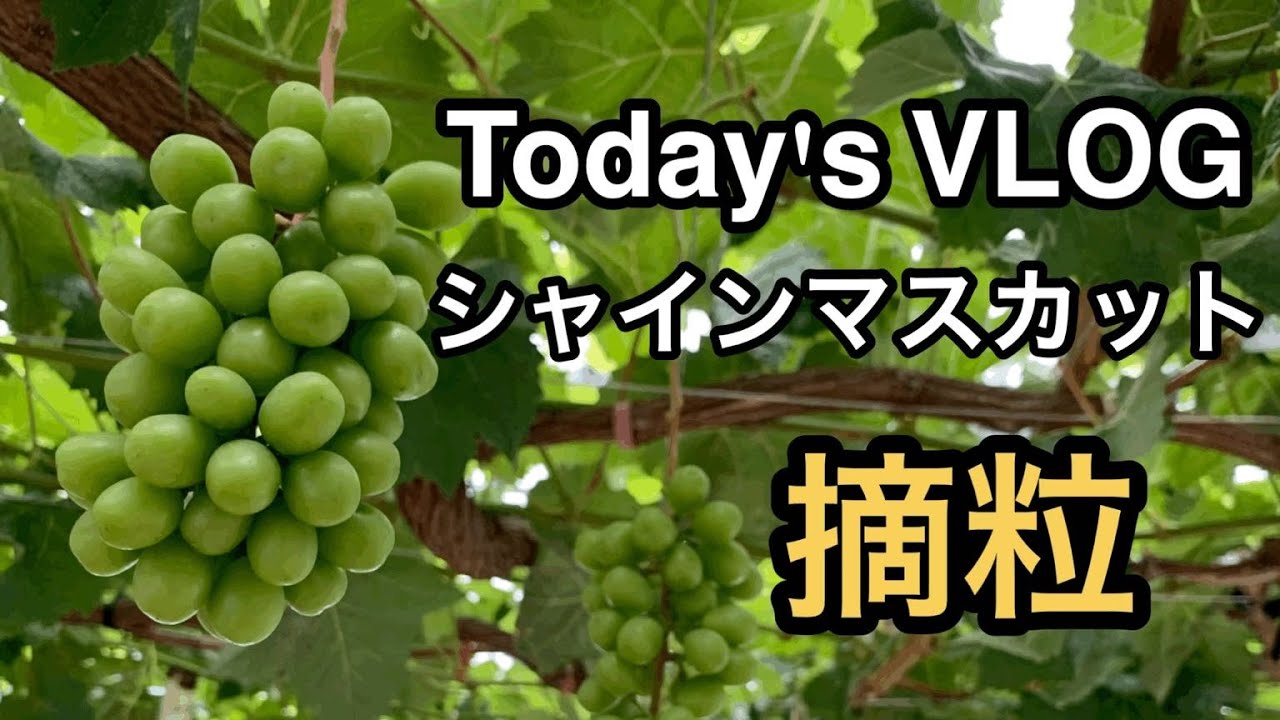 VLOG シャインマスカットの摘粒 林ぶどう園2020/06/25