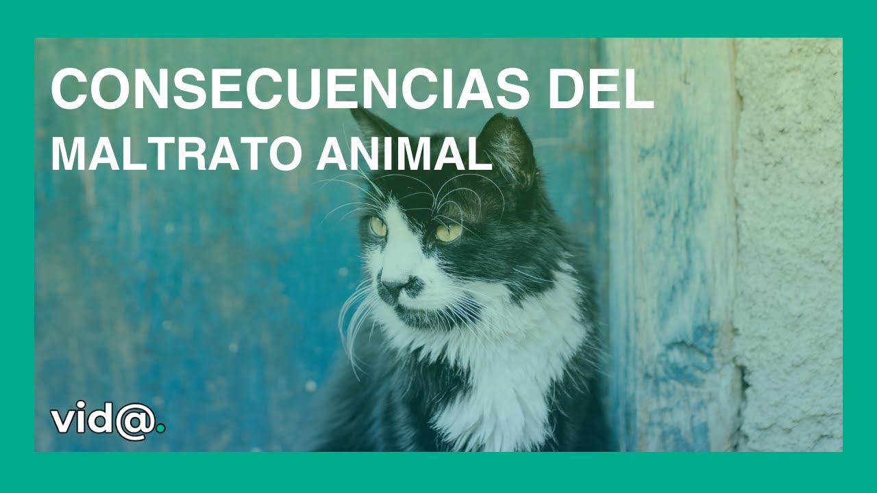 Consecuencias del maltrato animal