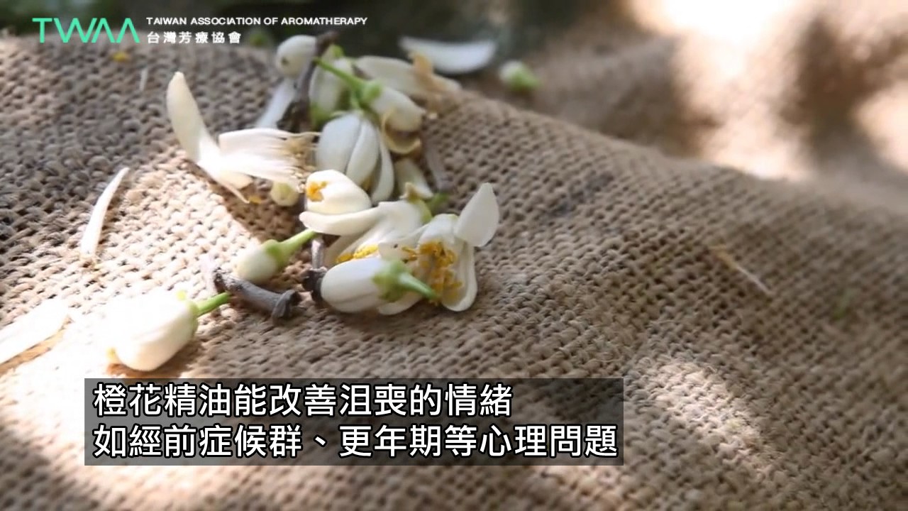台灣芳療協會 花精靈－橙花精油