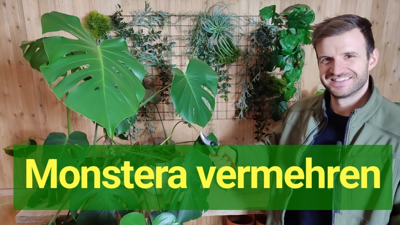 Monstera vermehren: Richtig schneiden & bewurzeln ✂️🌱