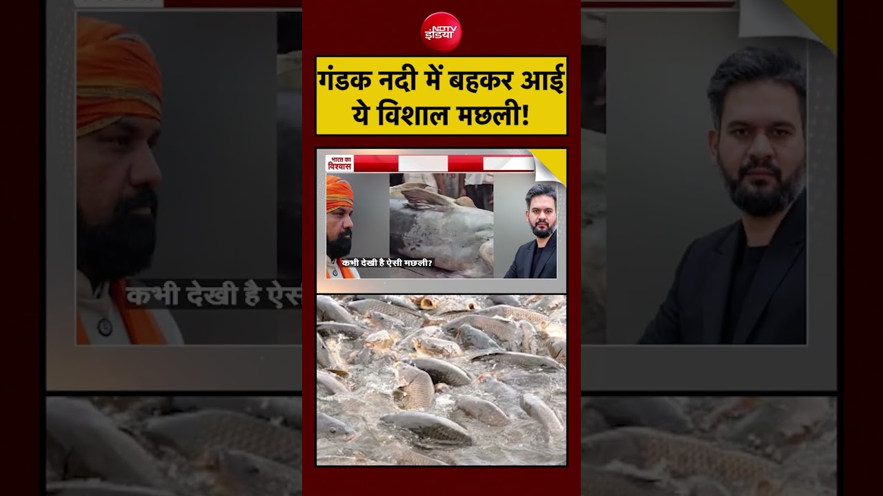 Nepal Flash Flood: Gandak River में बहकर आई इतनी विशाल मछली! | Syed Suhail