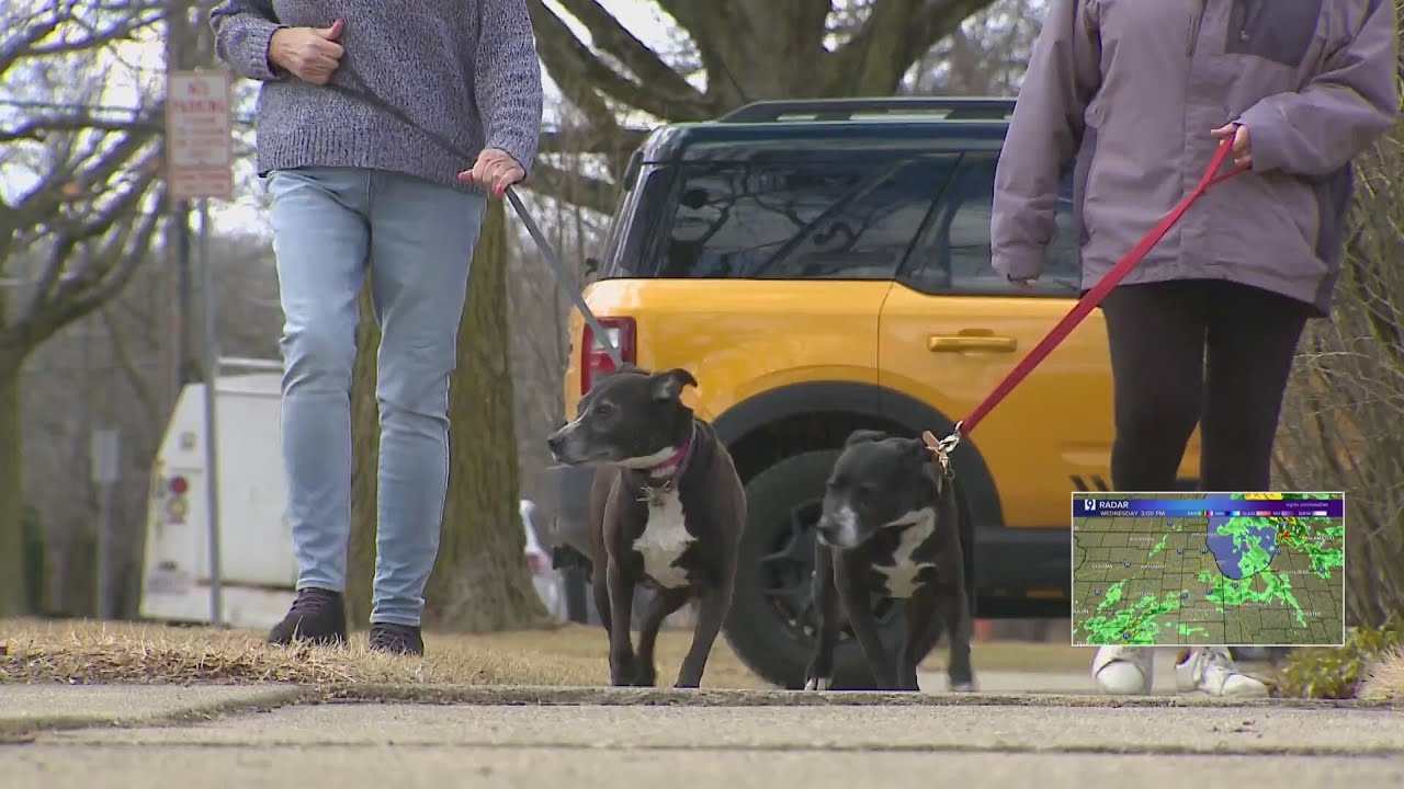 Rescue group on a mission to save senior dogs