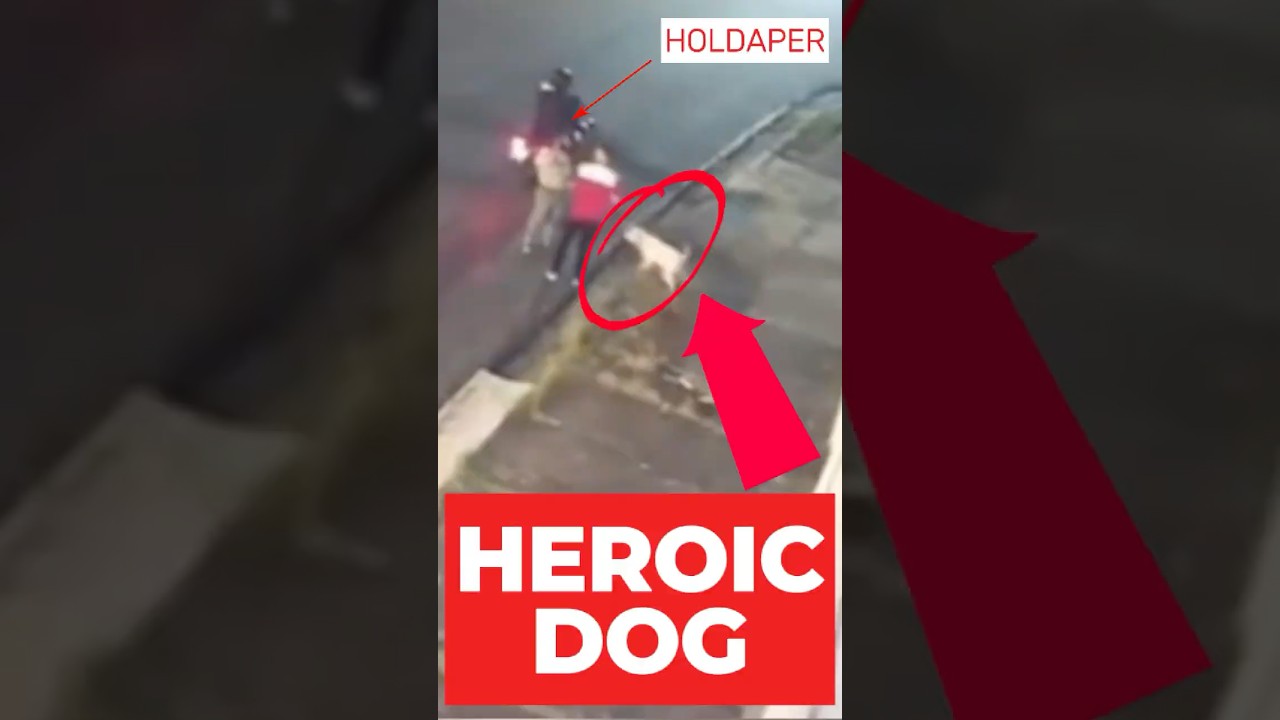 Heroic Dog Saves the Day: A Tale of Loyalty and Bravery #dog #pets #shorts