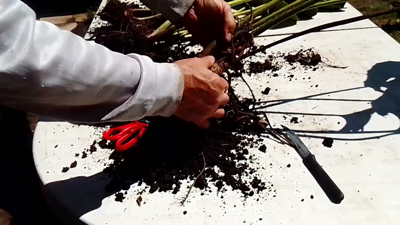 como separar la boina de vasco o senecio