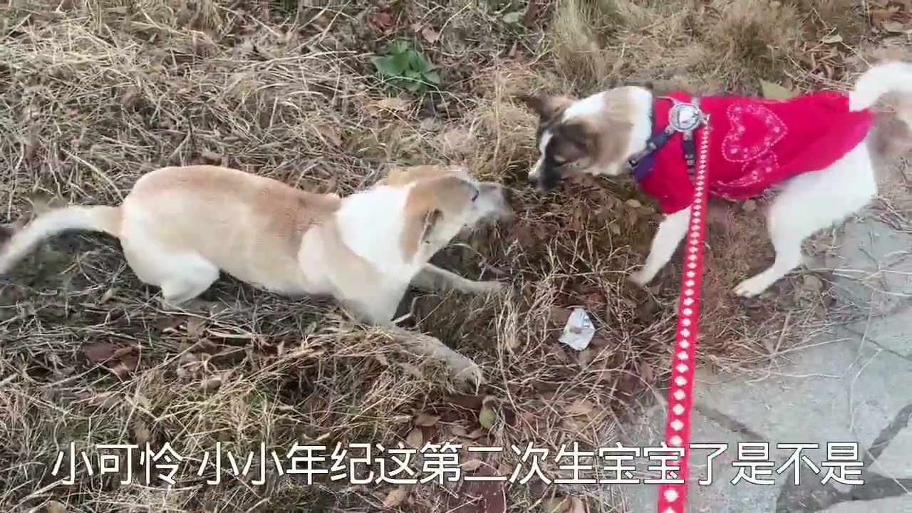 两岁多小狗又快要做妈妈了，她活泼得像个孩子，一群狗掐架她也去 #流浪狗不再流浪