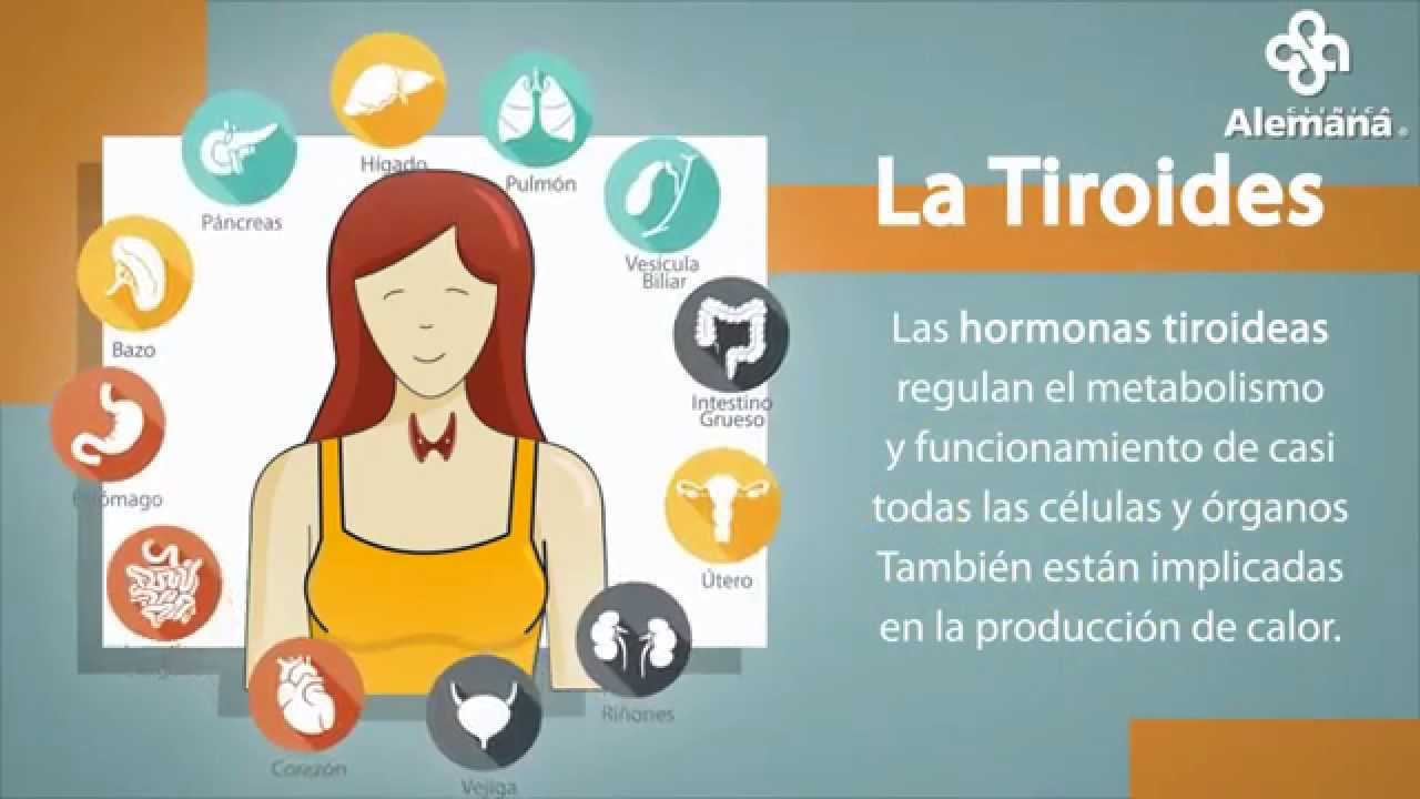 Tiroides: S&iacute;ntomas, tratamientos y m&aacute;s | Cl&iacute;nica Alemana