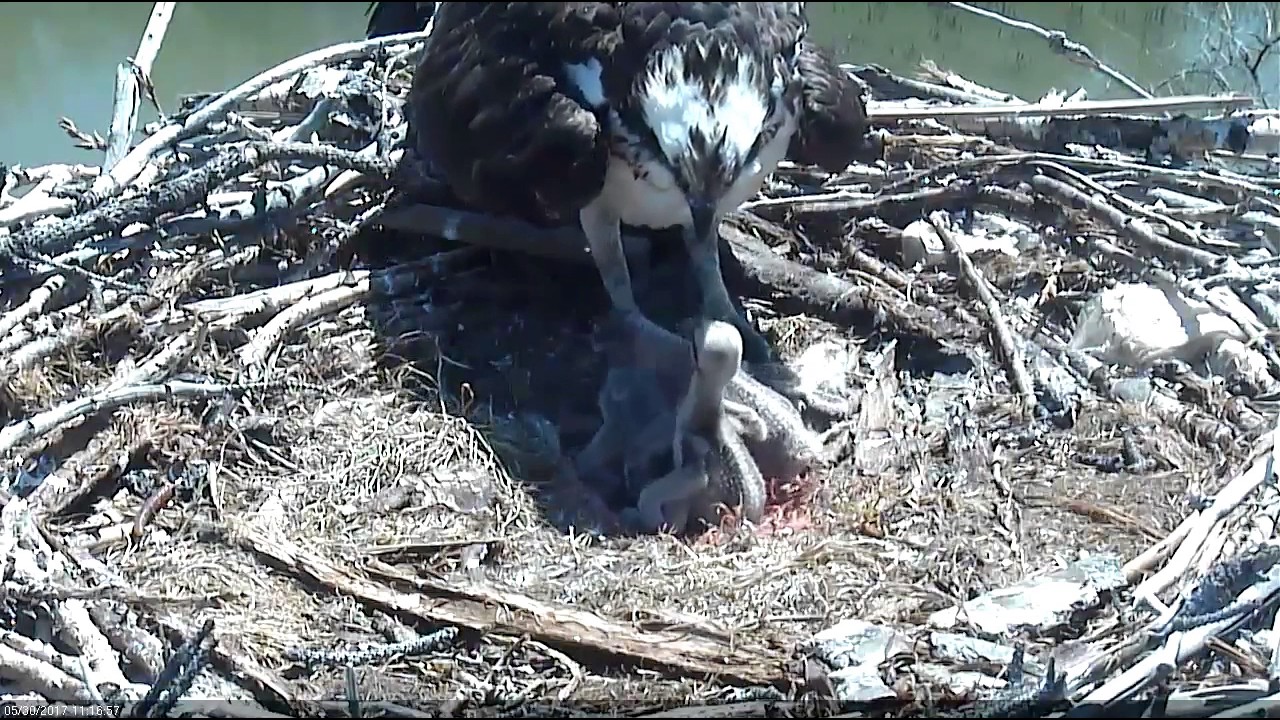 5/30/17 #4 instigates by bonking #1 in the back of the head - Boulder County Osprey Cam