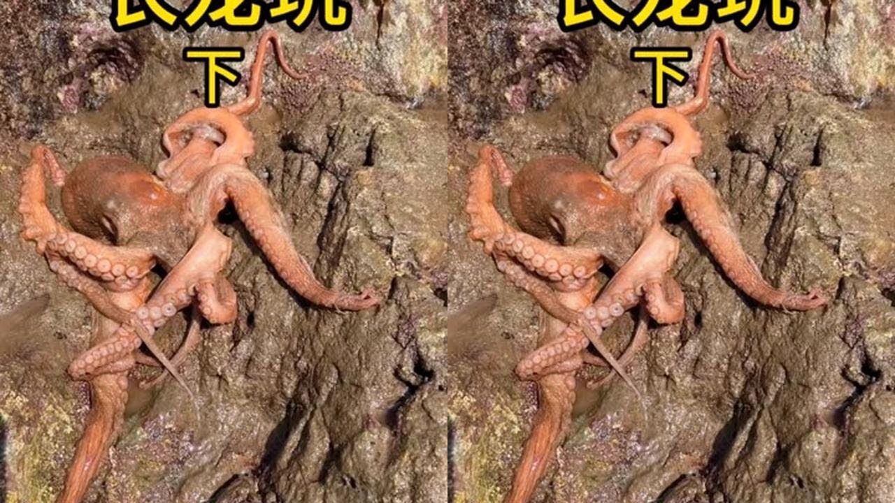 海参饲料打窝，效果不错，鱼货成群，八爪张牙舞爪，大赚两千多 #在快手看赶海 #持续更新下集更精彩