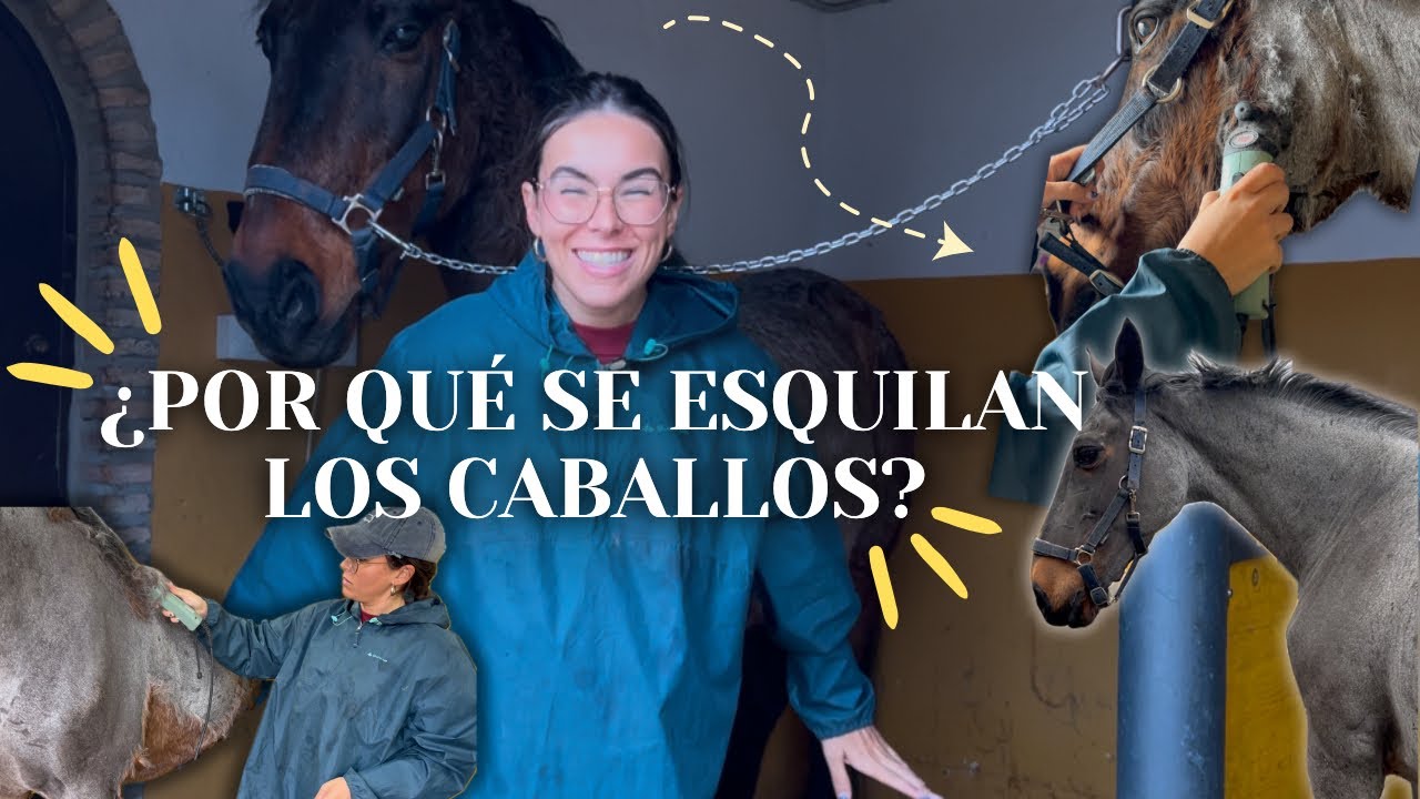 ¿Por qué se ESQUILAN los CABALLOS?🐴✂️