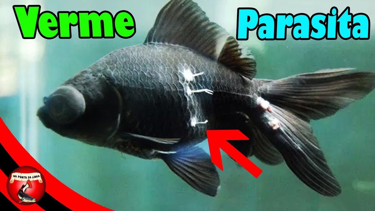 Como tratar verme ancora (parasita de peixe)