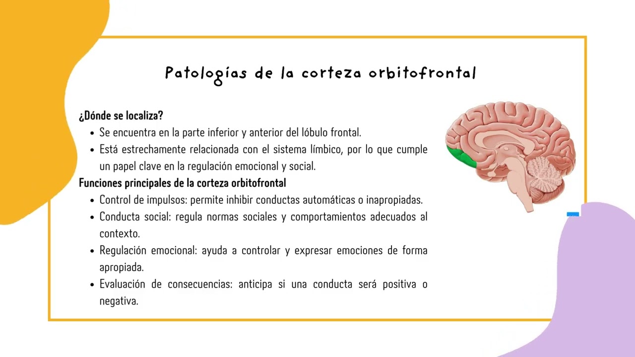 Video_Patologias_de_Las_Funciones_Ejecutivas_Kelly_Rodriguez