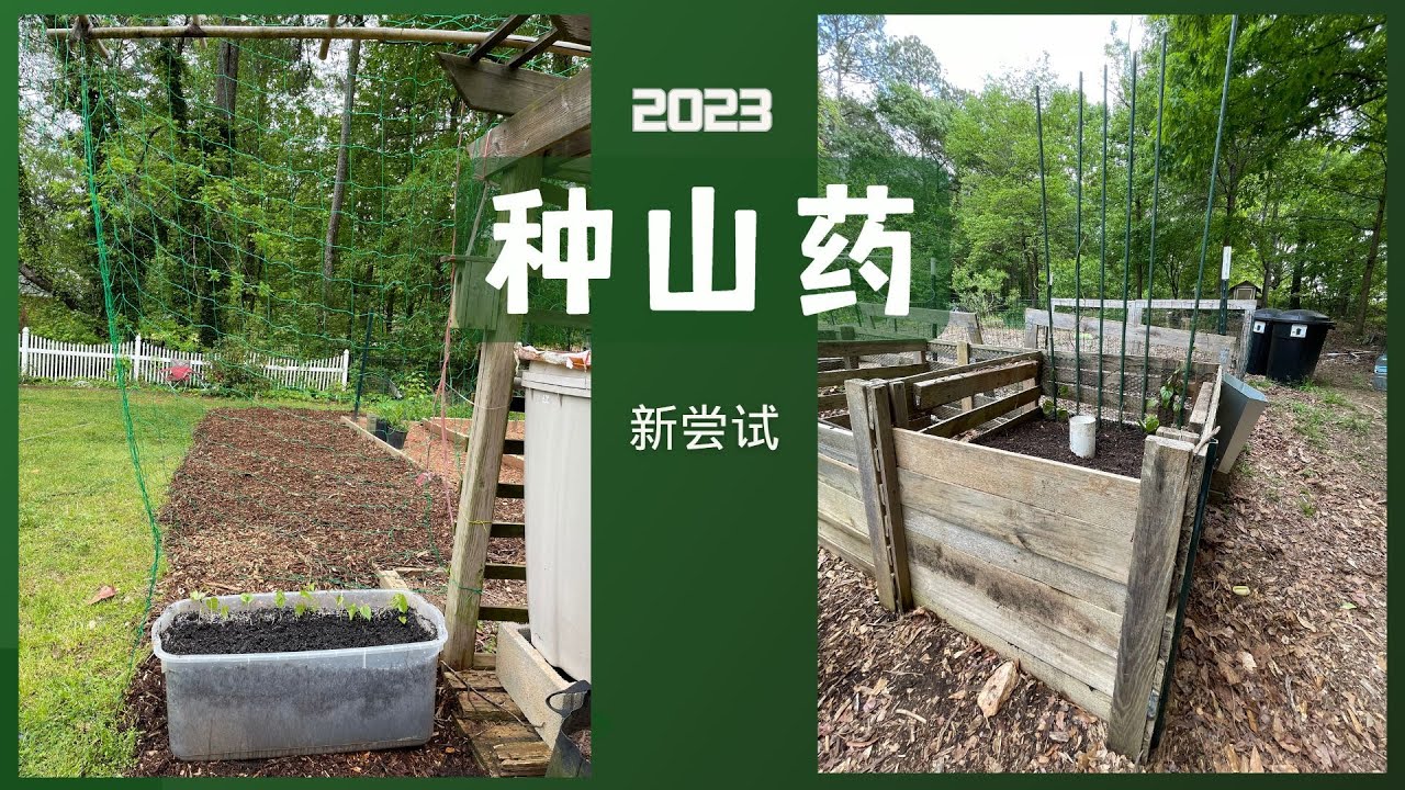 山药种植新尝试--2023种菜#山药种植#种山药