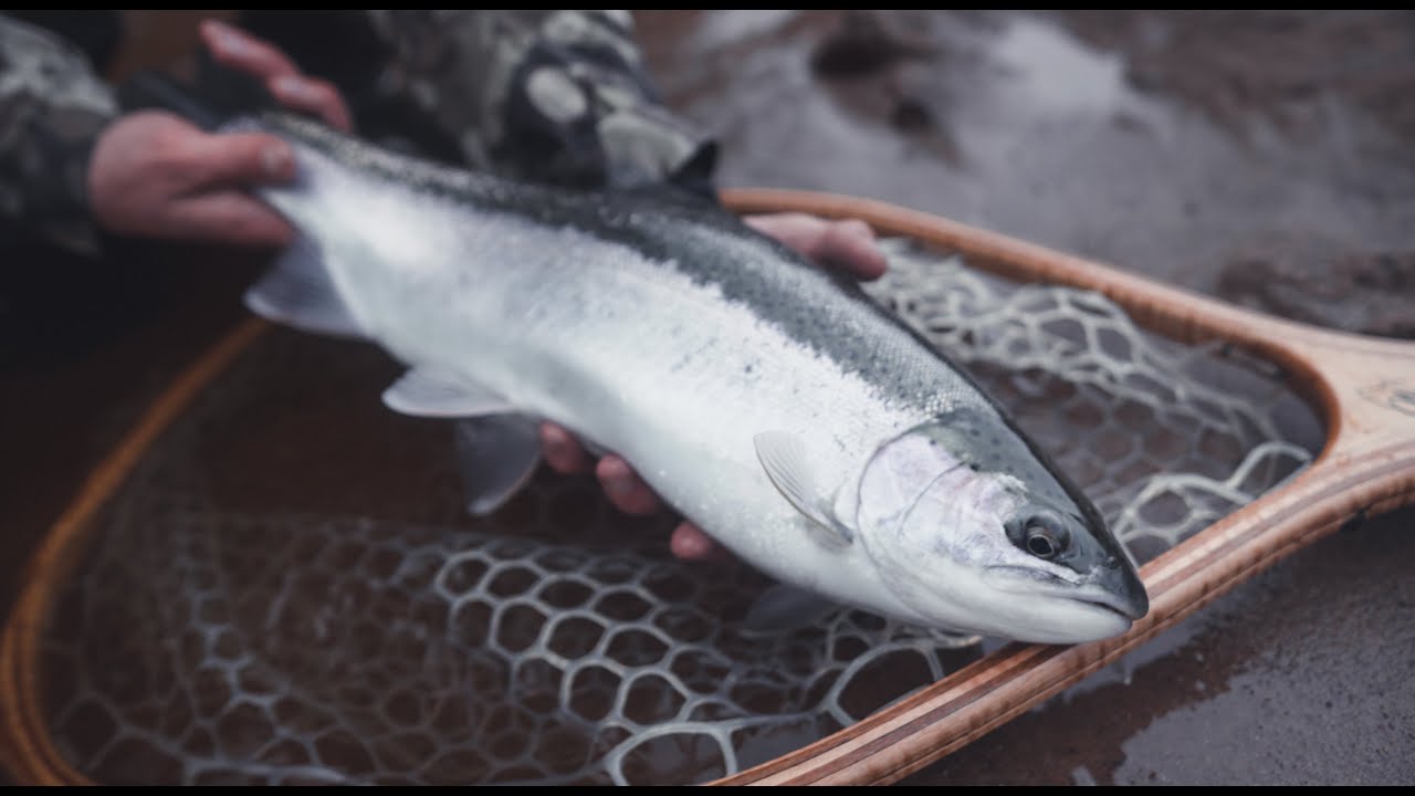 Blaze Orange & Chrome | DARK WATERS FLY SHOP | fly fishing upper peninsula mi